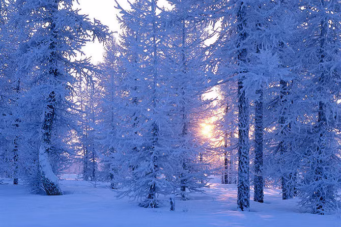 Khu rừng "đóng băng" ở khu tự trị Yamalo-Nenets, Nga.