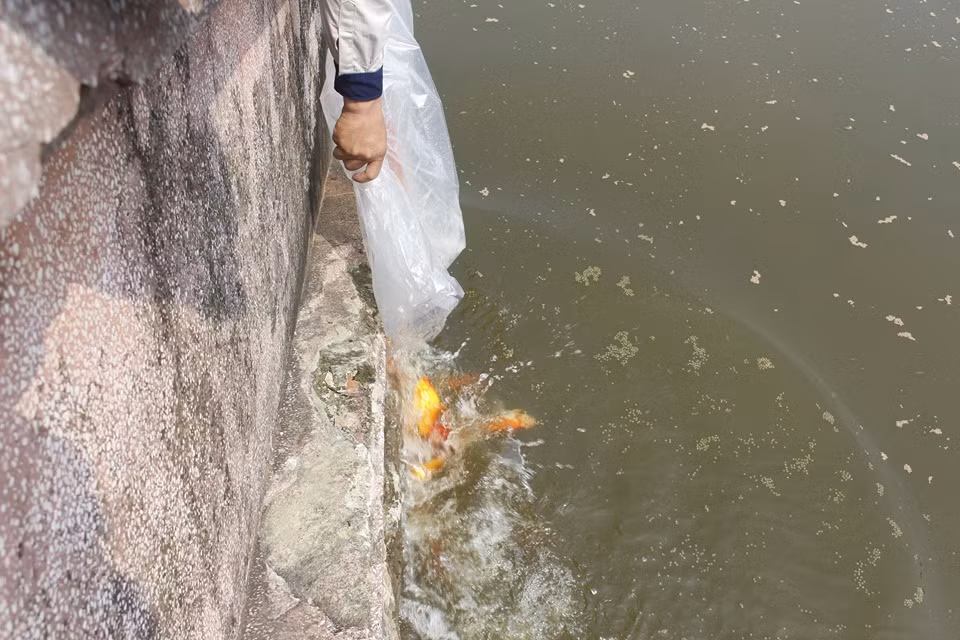 Vào sáng cùng ngày, công ty JVE tiếp tục thả cá vào khu vực thí điểm làm sạch nước bằng công nghệ Nano - Bioreactor ở hồ Tây.