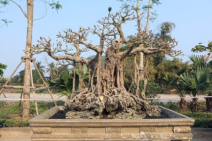 Những đường chạy gân guốc, cây cao 1,9m, chiều rộng tán 1,7m, chiều dài gần 2,7m, rễ tuôn chảy khắp thân, cành và bết chặt xuống tận bệ. (Ảnh: Dân Việt)