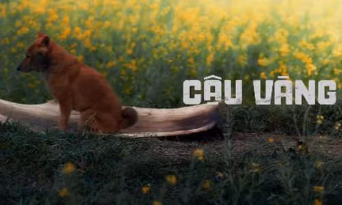Phim “Cau Vang“: Chon cho Nhat hay cho ta... co nen tranh cai?