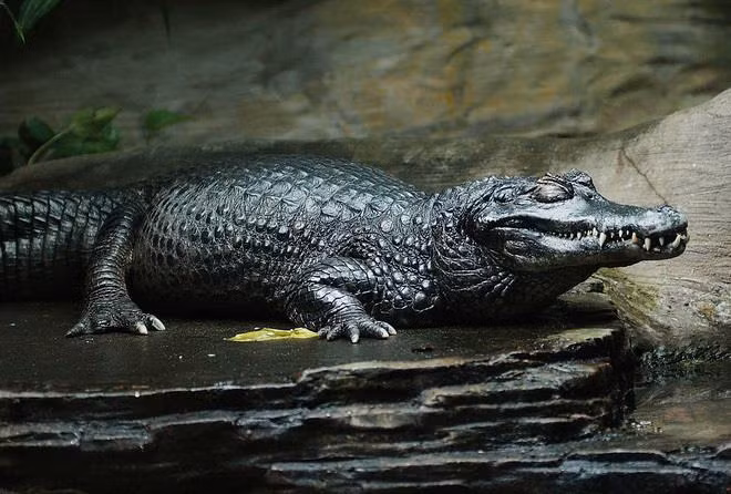Trên sông Amazone, cá sấu đen caiman là một trong những loài thủy quái hung tợn sinh sống tại đây. Chúng có thể dài tới 6 m, là loài động vật ăn thịt hàng đầu ở sông Amazon. Cá sấu đen caiman có thể ăn bất cứ thứ gì ở gần chúng, bao gồm cả cá piranha, khỉ, hươu, nai, cá rô, trăn.