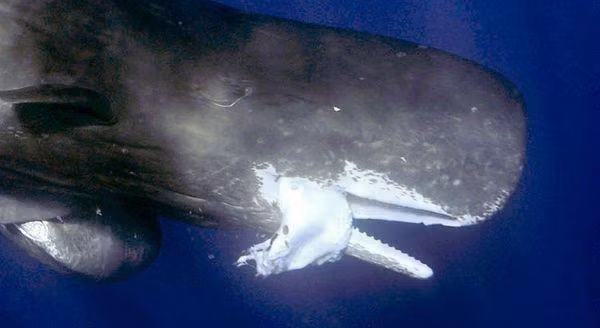 Cá nhà táng tên khoa học là Physeter catodon. Đây là loài động vật có vú, sống trong môi trường nước ở biển, thuộc bộ cá voi, phân bộ cá voi có răng.