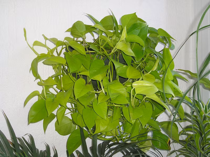 Cây trầu vàng. Loài thực vật có hoa trong họ Ráy (Araceae), có tên khoa học là Epipremnum aureum. Giống như nhiều cây dây leo khác, trầu bà vàng giúp khắc phục tình trạng có khí formaldehyde, carbon monoxide và benzene trong nhà. Trong phong thủy, cây trầu bà vàng mang đến nhiều tài lộc, thịnh vượng… cho gia chủ.