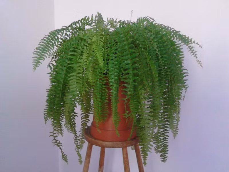 Cây dương xỉ Mỹ. Loài dương xỉ trong họ Nephrolepidaceae, có danh pháp khoa học là Nephrolepis exaltata. Loại cây này được coi là một trong những máy lọc không khí hiệu quả nhất. Cây dương xỉ Mỹ hoạt động đặc biệt tốt trong việc loại bỏ formaldehyde. Một số nghiên cứu cũng cho thấy nó có thể loại bỏ kim loại độc hại như thủy ngân và asen.