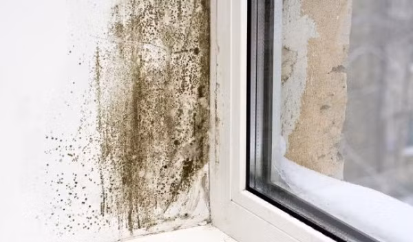 Nấm mốc là hiện tượng vi khuẩn sinh sôi phát triển trong ngôi nhà gây ra mùi hôi khó chịu, khiến không khí trở nên ngột ngạt. Ảnh: healthplus.