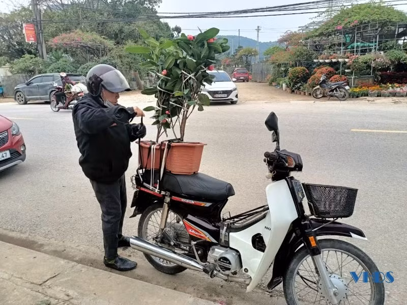 Ông Lương Văn Tài (phường Quảng Tâm, TP Thanh Hóa) cho biết: Dù kinh tế khó khăn nhưng gia đình vẫn trang trí nhà cửa, mua sắm hoa, cây cảnh để có không khí Tết. Thị trường hoa, cây cảnh rất phong phú, với nhiều mức giá cho người tiêu dùng lựa chọn.