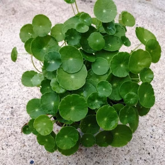3 loai hoa mua xuan phat loc, de trong dem lai sinh khi-Hinh-3
