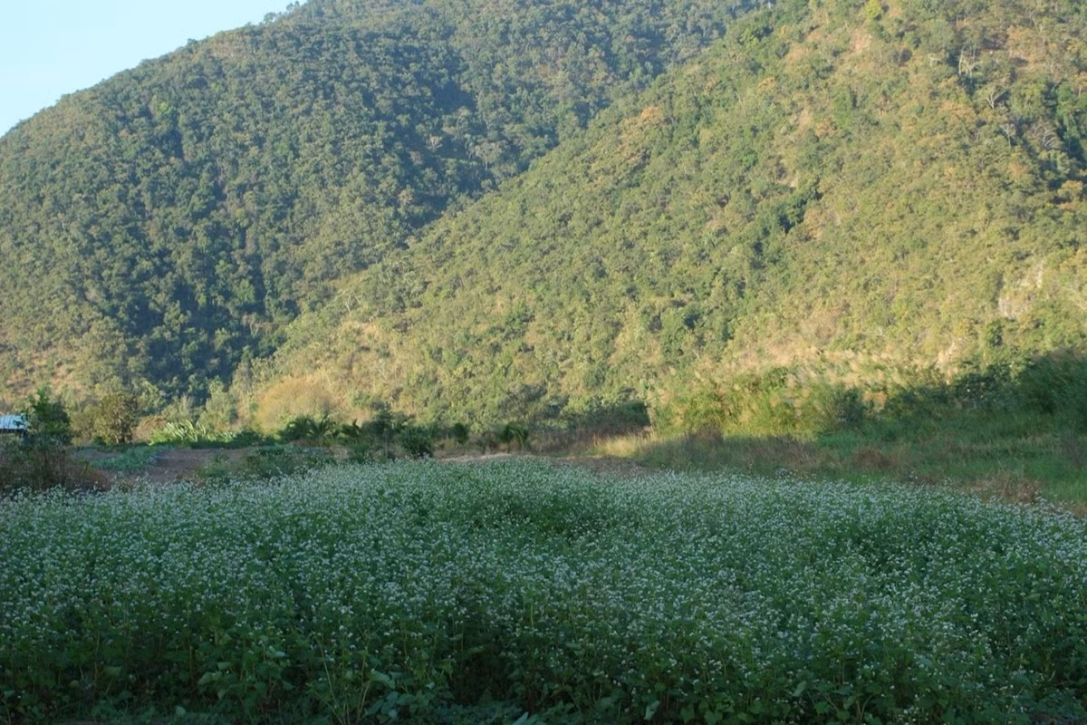 Doi huong duong- diem dung chan khong the bo qua khi den Krong Pa-Hinh-4