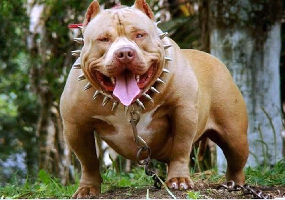 Chó Pitbull bị hiểu lầm là giống chó hung dữ vì ngay từ đầu chúng được lai tạo để làm chó chiến nên hình thể rất đe doạ. Chúng cũng kế thừa ý chí kiên cường bền bỉ từ giống chó Terriers, vì vậy một khi đã bước vào 1 cuộc chiến, chúng sẽ không dừng lại cho tới khi chúng chết.