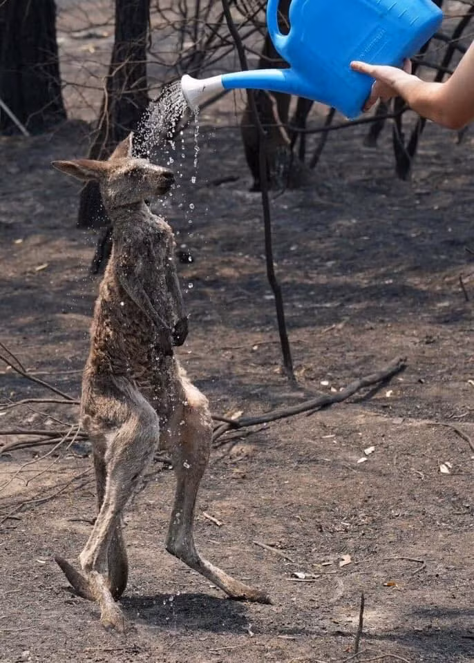 Loài kangaroo - sinh vật biểu tượng nước Úc đang phải đối mặt thảm họa.