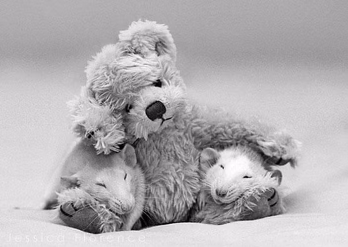 Cũng như các loài gặm nhấm khác, chuột sở hữu cho mình bộ răng cửa lớn và sắc. Điều đặc biệt là, những chiếc răng này sẽ liên tục dài ra mà không có một giới hạn hay điểm dừng nào cả.