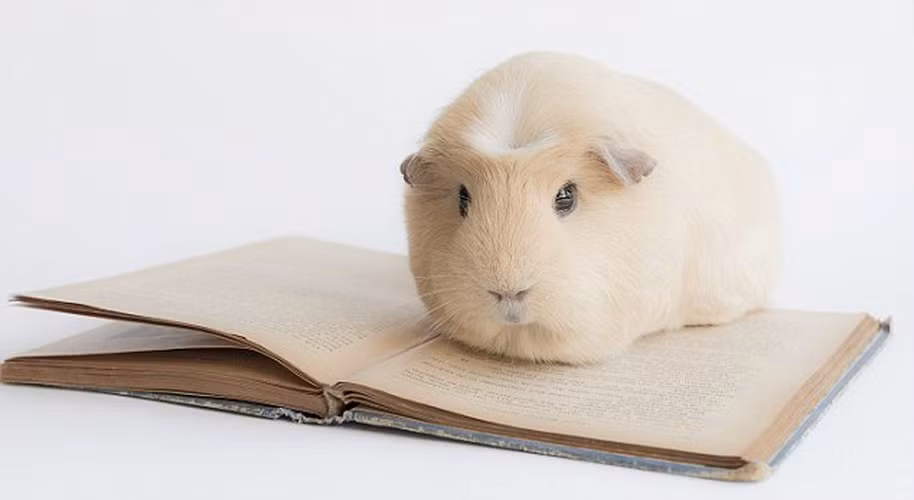 Ngoài cái tên BooBoo, cô chuột lang này còn được gọi với nhiều nick-name đáng yêu khác như: giáo sư, cô gái tóc vàng. BooBoo được ca ngợi là “cô chuột lang dễ thương nhất thế giới” sau khi những hình ảnh của cô thu hút hàng ngàn người hâm mộ.