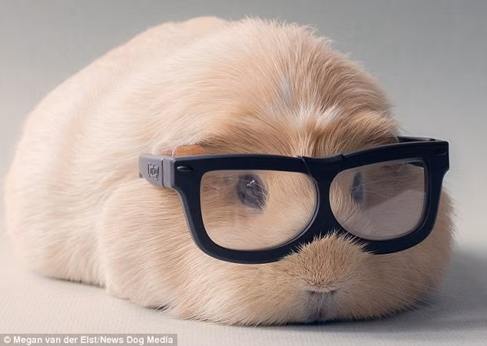 Booboo thuộc giống chuột lang nhà, có tên khoa học là Cavia porcellus. Món ăn yêu thích của nó là rau diếp và cà rốt.