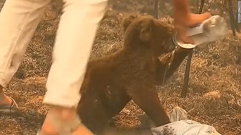 Koala, hay gấu túi, có tên khoa học là Phascolarctos cinereus, là một loài thú có túi ăn thực vật sống tại Úc và là loài vật duy nhất hiện còn sống trong họ Phascolarctidae, và họ hàng gần gũi nhất còn sinh tồn của nó là wombat.
