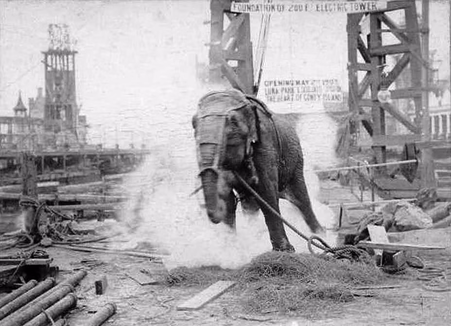 Hình ảnh hãi hùng một con voi có tên Topsy bị cho giật điện đến chết năm 1903.