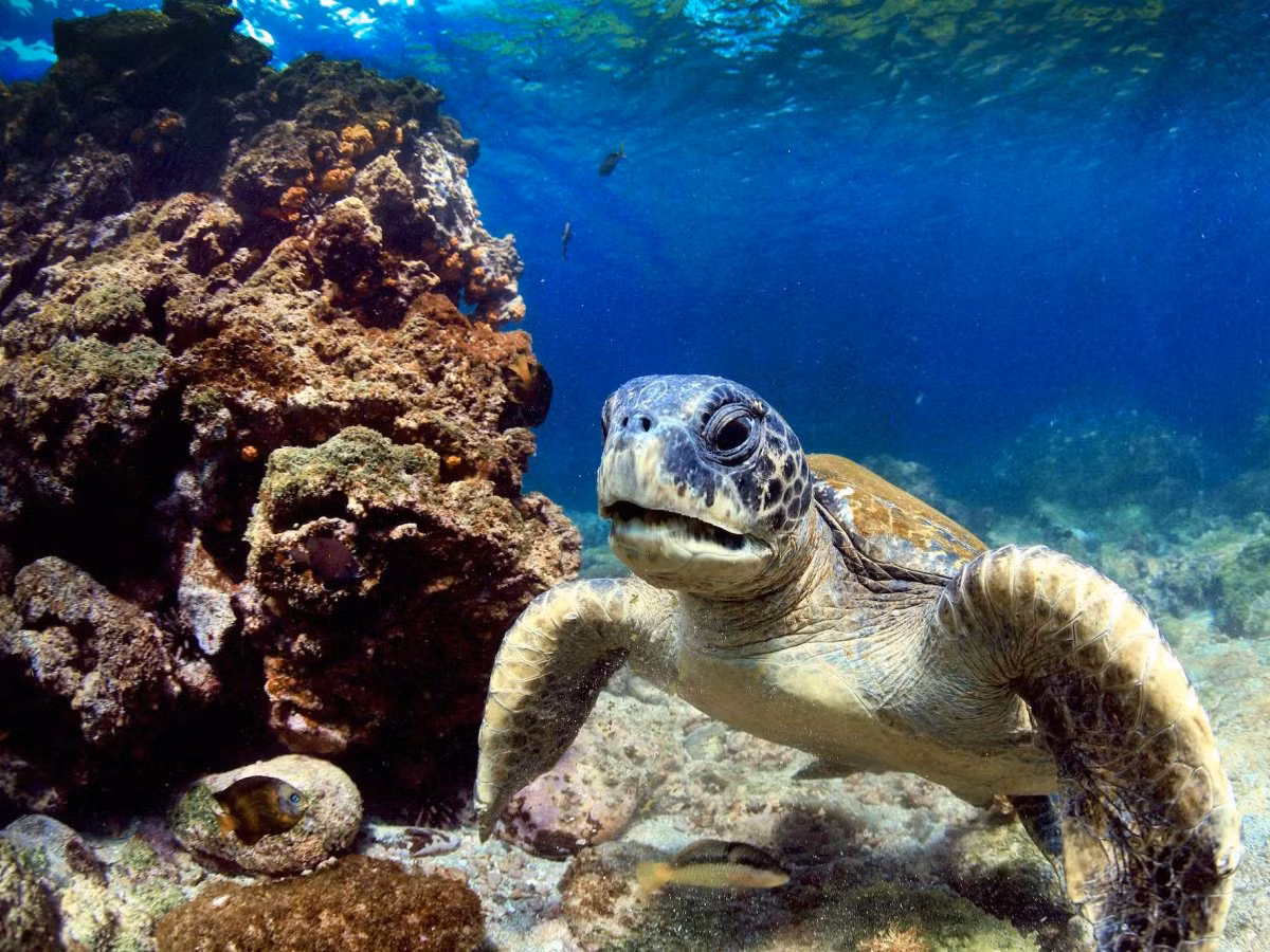 Quần đảo Galapagos, Thái Bình Dương có nguy cơ biến mất bởi hậu quả của việc có quá nhiều khách du lịch nước ngoài và các loài xâm thực đang đe dọa hệ sinh thái và các sinh vật bản địa.