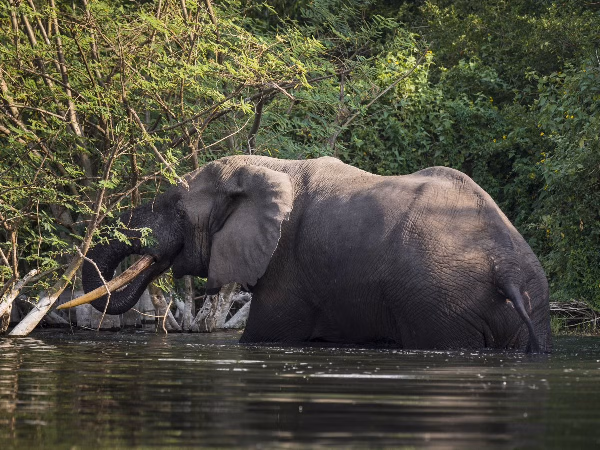 Lưu vực sông Congo ở châu Phi được dự đoán tồn tại trong 25 năm nữa. Nơi đây có rừng nhiệt đới lớn thứ hai thế giới với hệ sinh thái thuộc hàng siêu đa dạng, bao gồm hơn 10.000 loài thực vật, 1.000 loài chim và 400 loài thú. Liên Hợp Quốc dự đoán động thực vật hoang dã ở nơi đây sẽ có thể hoàn toàn biến mất vào năm 2040 do khai thác bất hợp pháp.