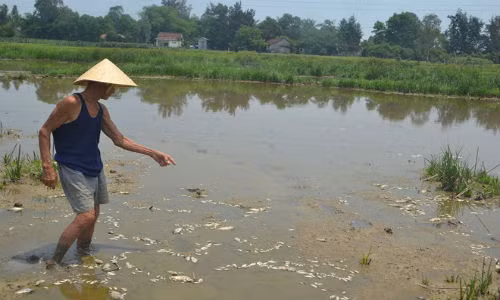 Ca chet bat thuong o Da Nang, dan nghi do nha may xa thai