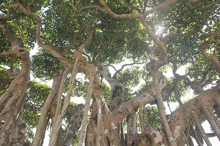 "Cây sanh có dáng làng, thể hiện sự quần tụ, trong đó thân cây, bộ rễ hòa quyện vào nhau và rất uyển chuyển. Với giới chơi sinh vật cảnh, chỉ cần nhìn bộ rễ sẽ thấy giá trị cũng như đẳng cấp khác biệt của cây sanh này”, anh Minh khẳng định. Do cây lớn nên việc tạo tay cành đòi hỏi những nghệ nhân xưa phải mất rất nhiều công sức tạo tác.