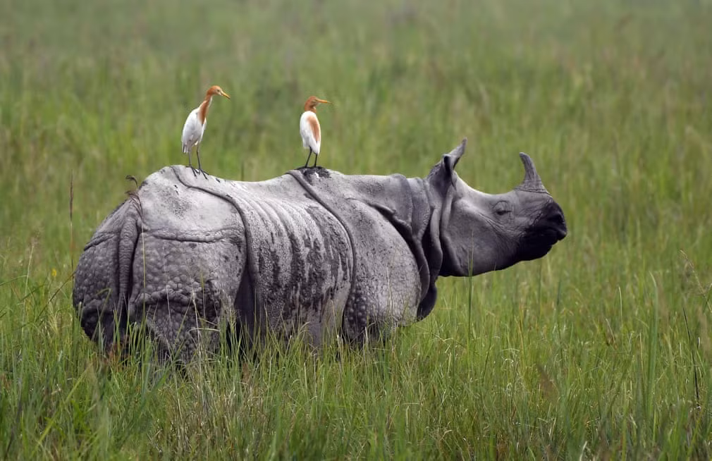 Cặp chim diệc đậu trên lưng tê giác một sừng trong vườn quốc gia Kaziranga ở Assam, Ấn Độ. (Nguồn Guardian)