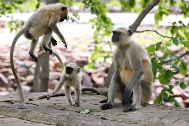 Những con khỉ chơi đùa với nhau trong vườn quốc gia Van Vihar ở Bhopal, Ấn Độ. (Nguồn Guardian)