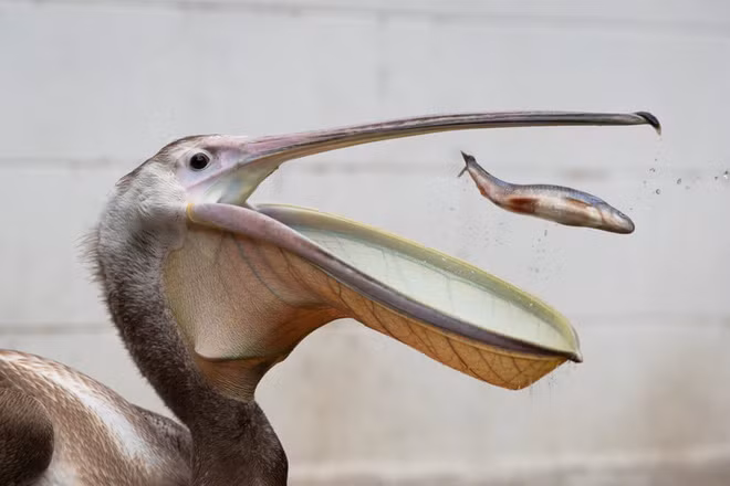 Chim bồ nông được cho ăn cá trong công viên St James’s Park ở thành phố London, Anh. (Nguồn Guardian)