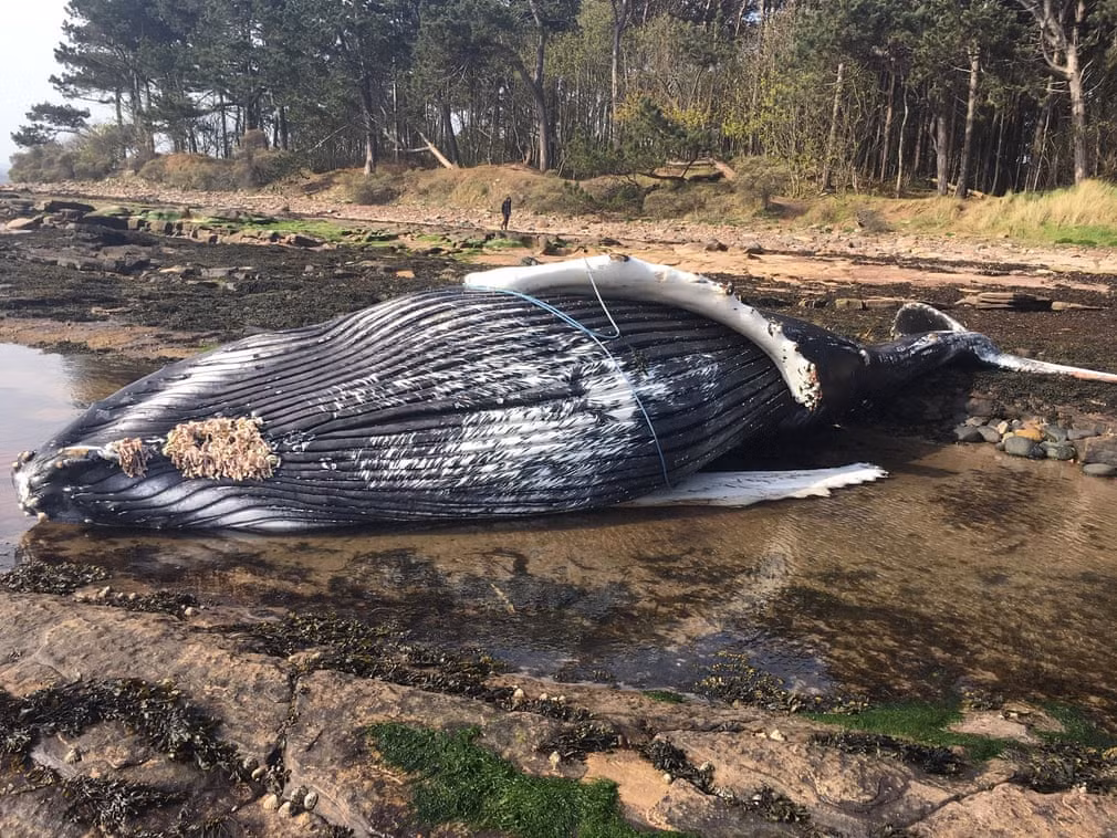 Xác cá voi lưng gù dạt vào bờ biển ở East Lothian, Scotland. (Nguồn Guardian)