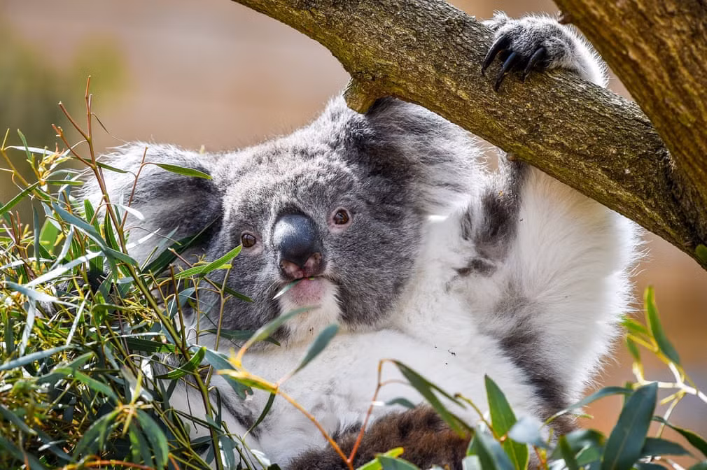 Gấu túi ăn lá bạch đàn trong công viên động vật hoang dã Longleat ở Wiltshire, Anh. (Nguồn Guardian)