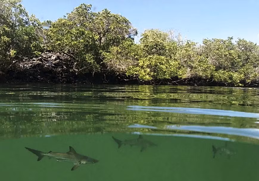 Cá mập đầu búa được phát hiện ở ngoài khơi đảo Santa Cruz thuộc quần đảo Galapagos, Ecuador. (Nguồn Guardian)