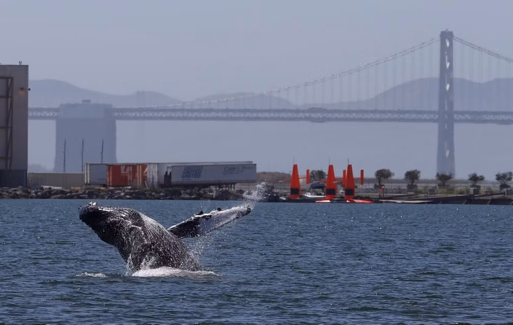 Cá voi lưng gù lao lên khỏi mặt nước ở ngoài khơi Vịnh San Francisco, Mỹ. (Nguồn Guardian)