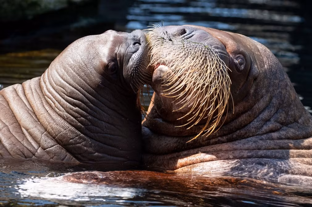 Hai mẹ con hải mã nghỉ ngơi dưới hố nước trong vườn thú Tierpark Hagenbeck ở thành phố Hamburg, Đức. (Nguồn Guardian)