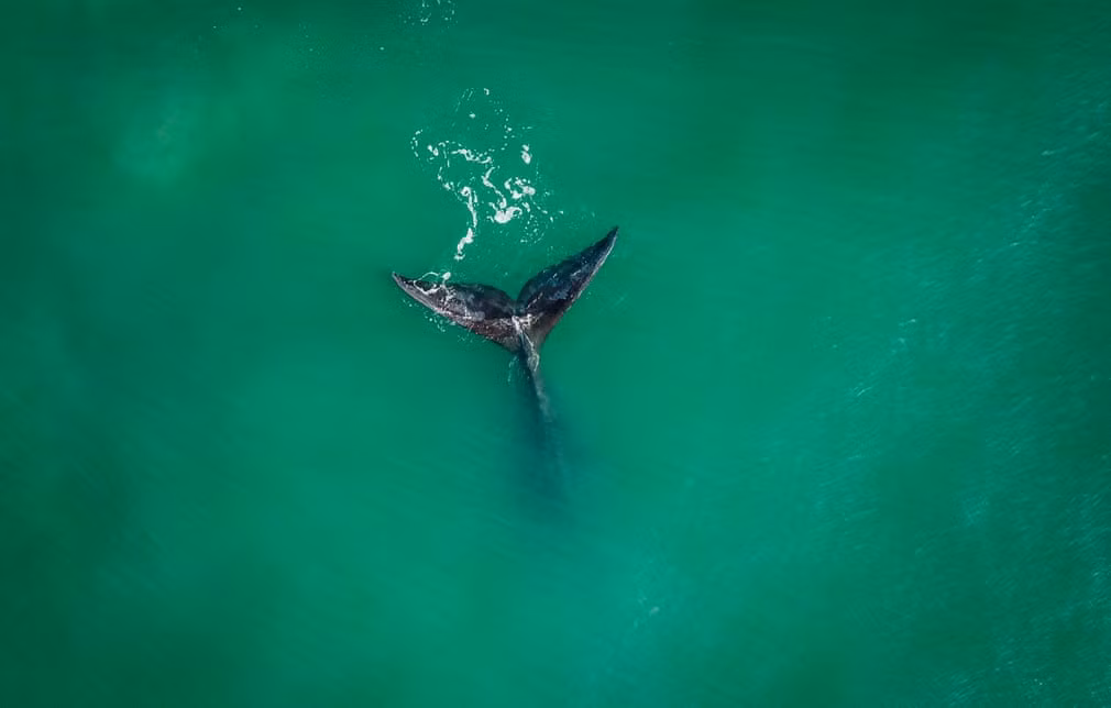 Cá voi khổng lồ xuất hiện ngoài bờ biển ở thành phố Imbituba, bang Santa Catarina, Brazil. (Nguồn Guardian)