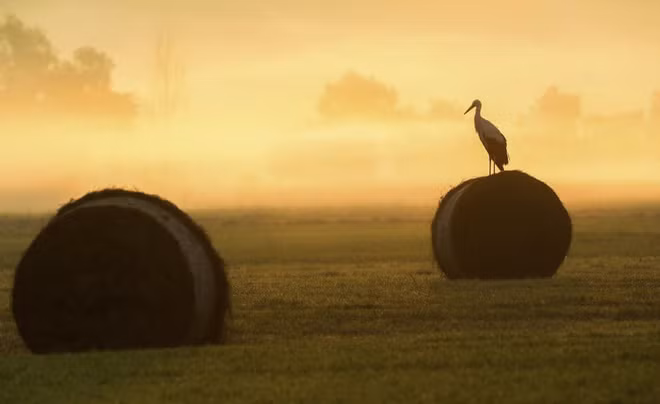 Cò đậu trên cuộn cỏ khô tại vùng Bechingen, Đức. (Nguồn Guardian)