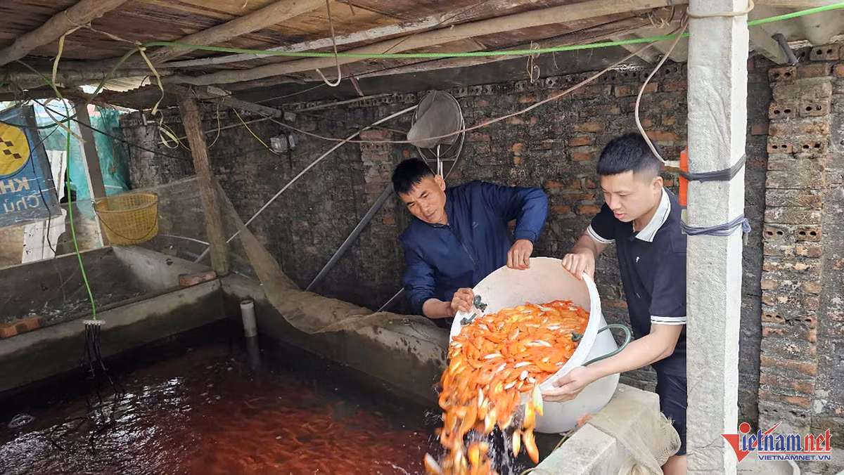 Làng cá chép đỏ tất bật thu hoạch cá cung ứng ra thị trường - Hình 3 Lang ca chep do tat bat thu hoach ca cung ung ra thi truong-Hinh-3