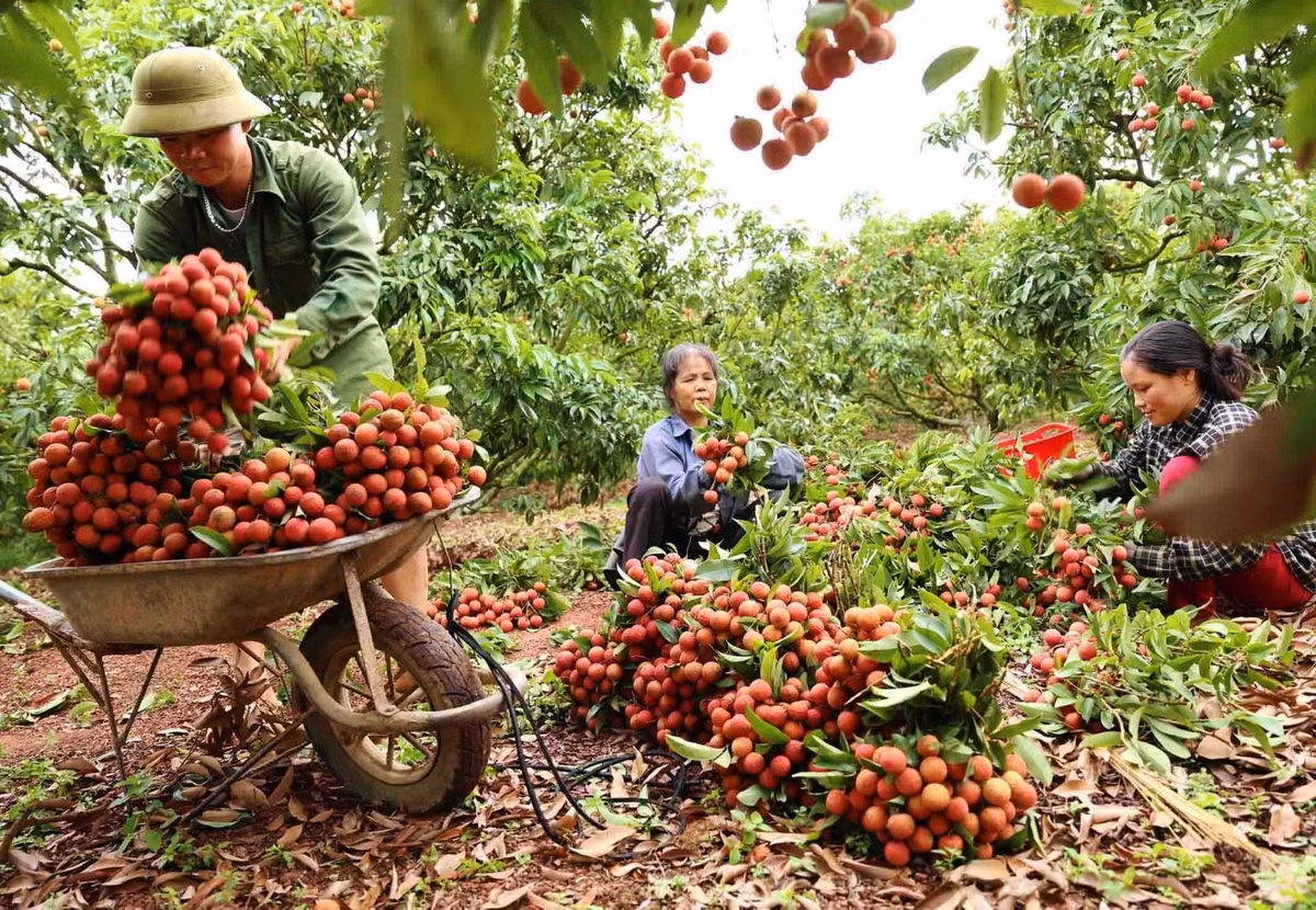 Chua tung co: Dat vai thieu thu gan 6.300 ty chi trong hon 2 thang