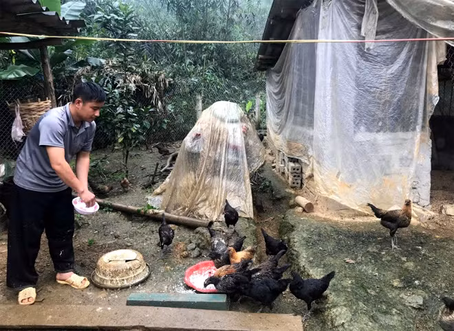 Ky la giong ga den xi o Yen Bai, chan 4 ngon, chan lai 5 ngon