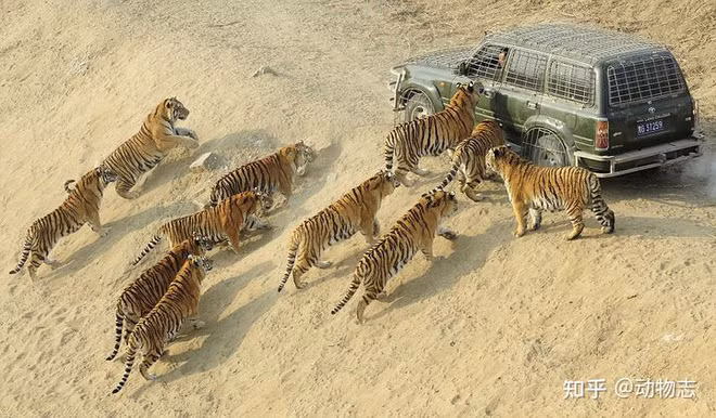 Phai lam gi de tu cuu mang minh khi gap ho?-Hinh-2