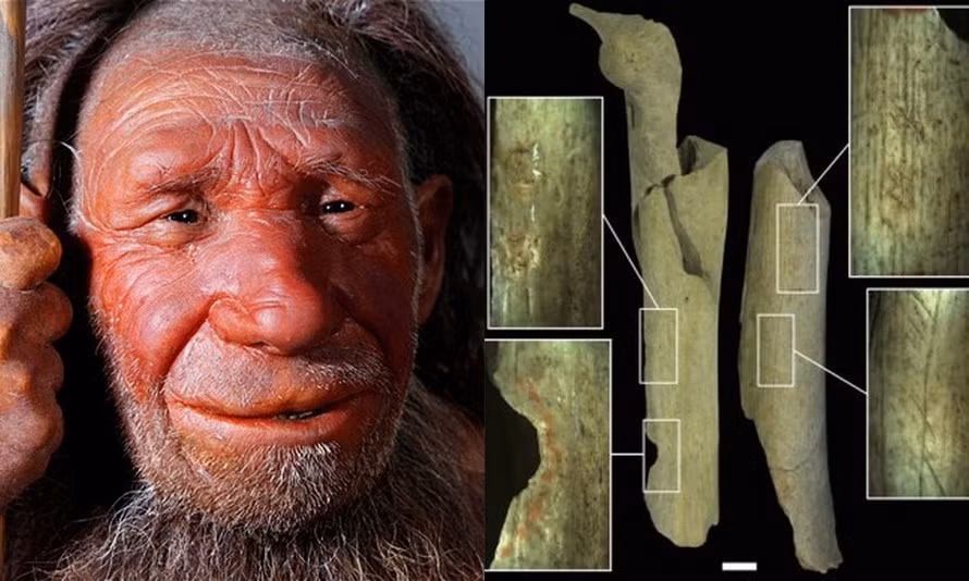 Các chuyên gia tìm được một số bằng chứng cho thấy người Neanderthal ăn thịt đồng loại vào khoảng 40.000 năm trước. Trong số này có việc họ tìm thấy nhiều mẩu xương còn sót lại trong hang động Goyet gần Namur, Bỉ. Sự việc này mở đầu cho khám phá khảo cổ học quan trọng về người Neanderthal,