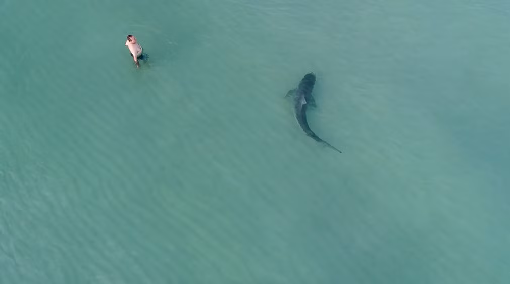Người đàn ông mạo hiểm tiếp cận một con cá mập hổ bơi sát bãi biển ở Miami, Mỹ. (Nguồn Guardian)