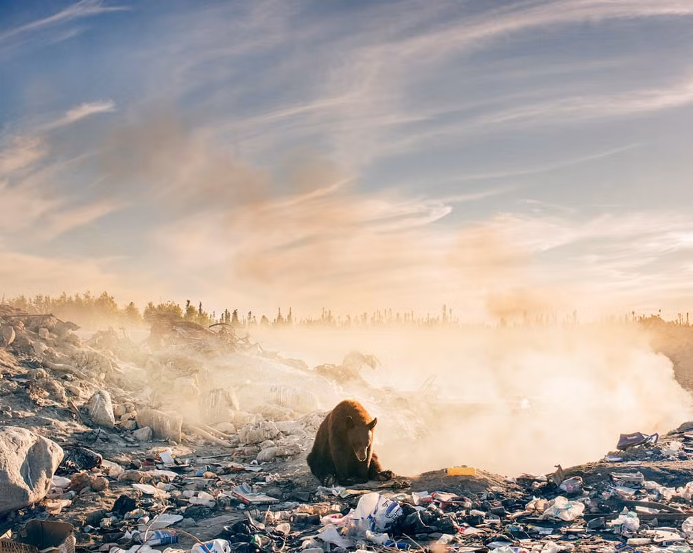 Gấu một mình ngồi giữa bãi rác bốc khói nghi ngút ở Ontario, Canada. (Theo Guardian)