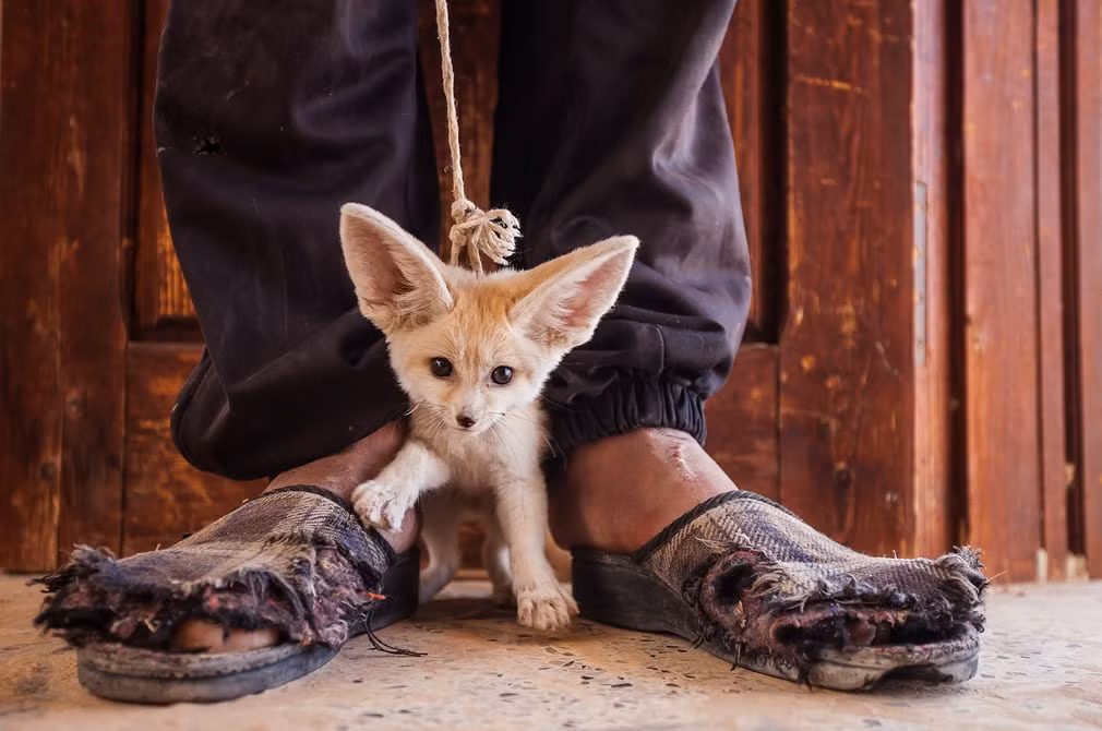 Cáo tai to được cứu khỏi những kẻ buôn lậu động vật hoang dã ở Tunisia. (Theo Guardian)