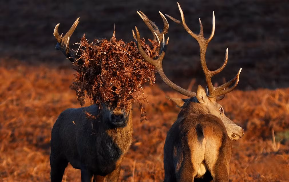 Hai con hươu đực đứng cạnh nhau trong công viên Bradgate ở Leicestershire, Anh. (Nguồn Guardian)