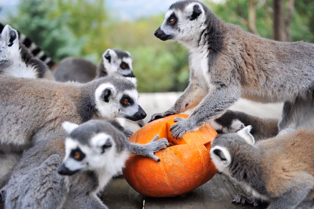 Vượn cáo đuôi nhẫn ăn bí ngô vào dịp lễ Halloween trong công viên động vật hoang dã Thanh Đảo, tỉnh Sơn Đông, Trung Quốc. (Nguồn Guardian)