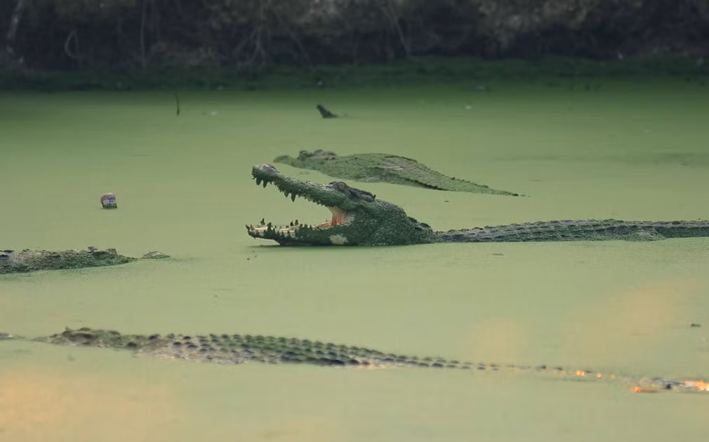 Cá sấu bơi dưới hồ trong khu bảo tồn động vật hoang dã Asam Kumbang ở Medan, Indonesia. (Nguồn Guardian)