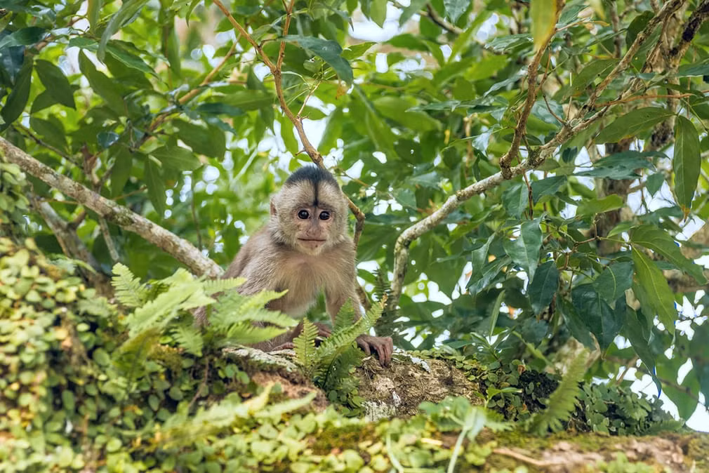 Khỉ mũ tò mò nhìn ống kính máy ảnh trong rừng ở Misahualli, tỉnh Amazon Napo, Ecuador. (Nguồn Guardian)