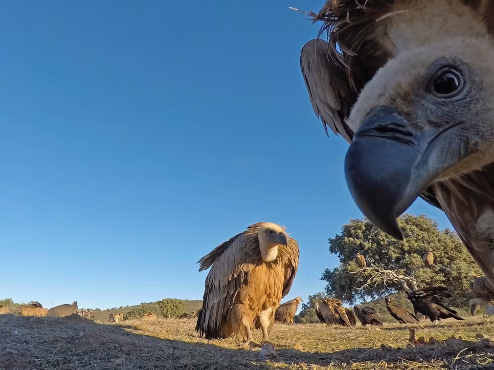 Kền kền nhìn vào ống kính camera giấu kín khi nó đang ăn xác thối ở Extremadura, Tây Ban Nha. (Nguồn Guardian)