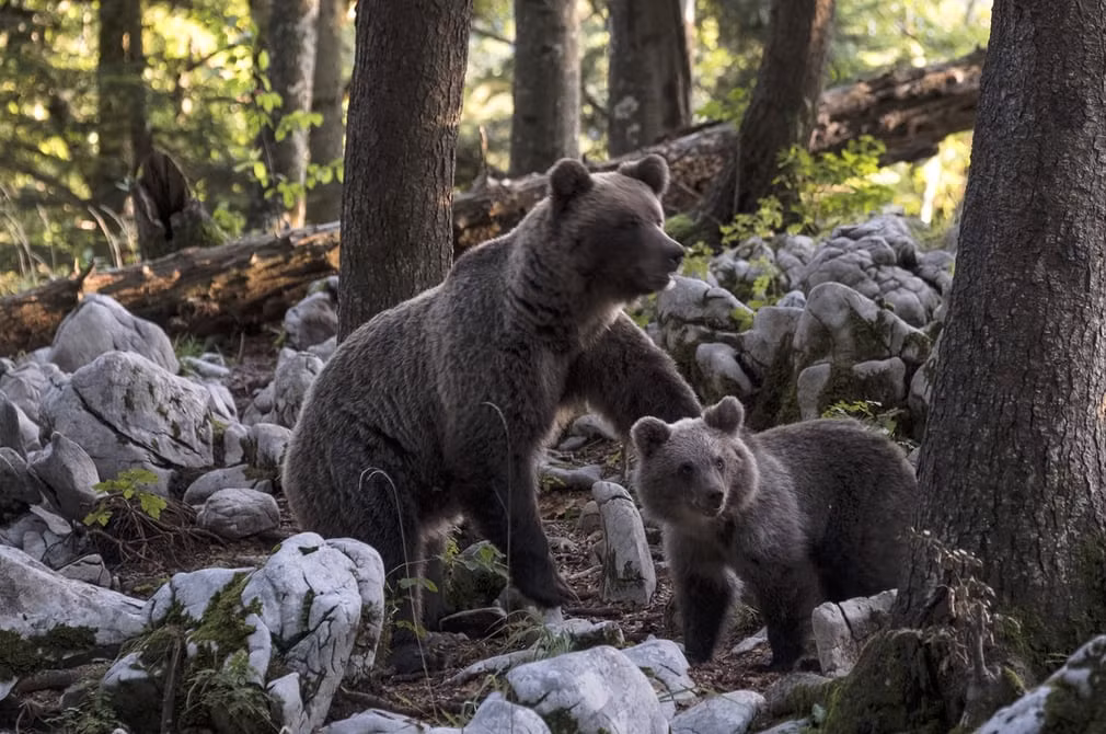 Gấu nâu mẹ và con nhỏ tìm kiếm thức ăn trong rừng ở Ljubljana, Slovenia. (Nguồn Guardian)