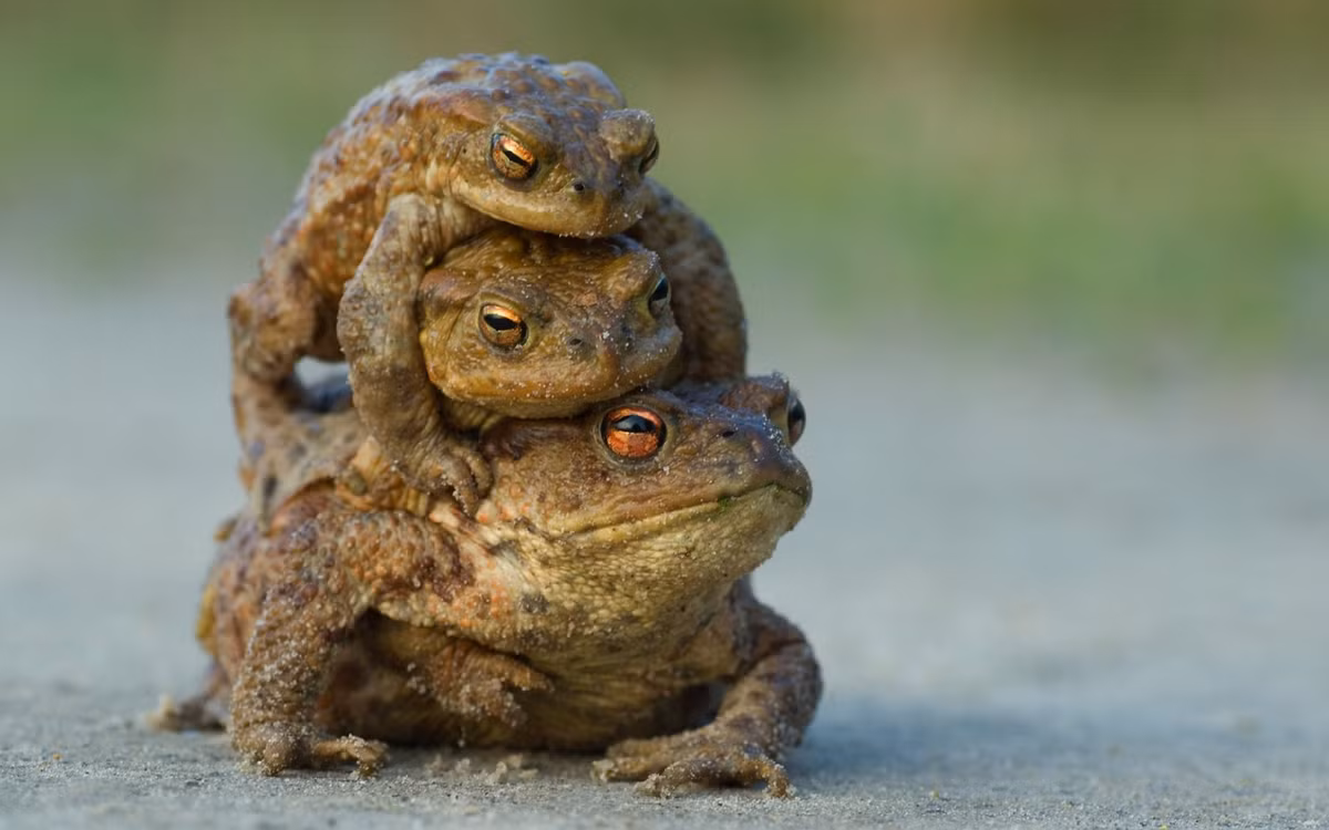 Hai con ếch đực cố gắng quan hệ ân ái với một con ếch cái ở Somerset, Anh. (Nguồn Guardian)