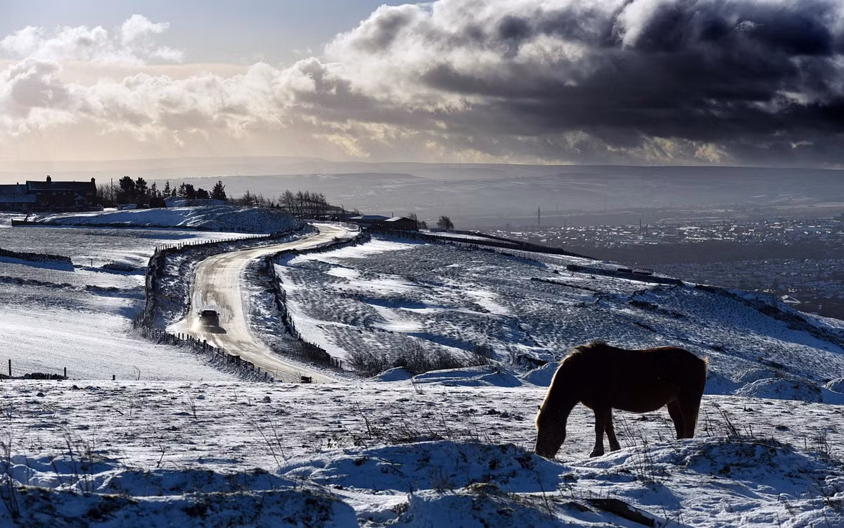 Ngựa gặm cỏ trên cánh đồng phủ tuyết ở Queensbury, West Yorkshire, Anh. (Nguồn Guardian)