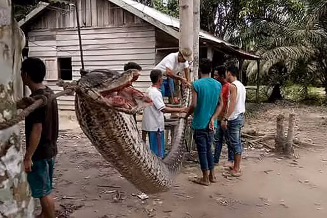 Người dân đứng cạnh con trăn khổng lồ dài gần 8m, bị giết sau khi nó tấn công một người đàn ông ở Batang Gansal, Sumatra, Indonesia. (Theo Guardian)
